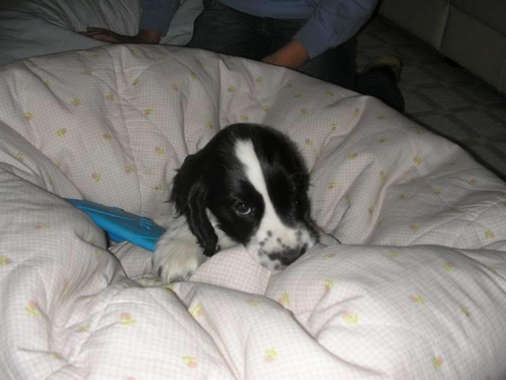 Cocker spaniel Fie - Dejlig sækkepude.. Med.. Jordbærsmag?! billede 16