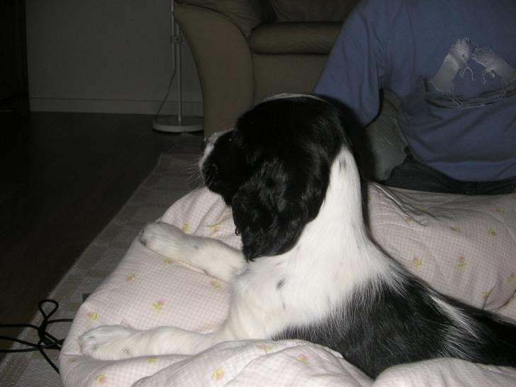 Cocker spaniel Fie - Jeg sidder og ser Peter Plys billede 17