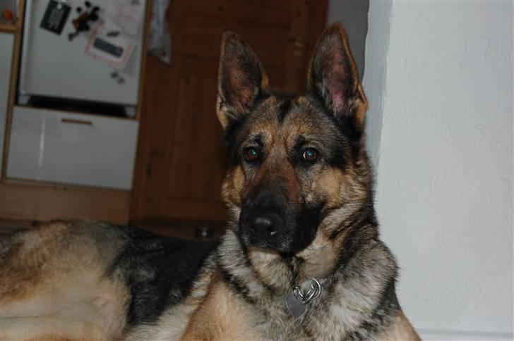 Schæferhund Dina - Hej og velkommen til Dina´s galleri.. Vi håber i vil smide en kommentar.. :) billede 1