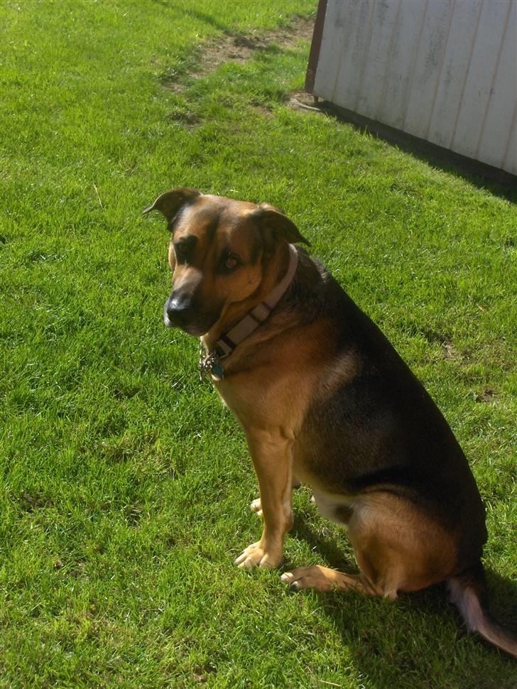 Blanding af racer Karlsen - Karlsen billede 1