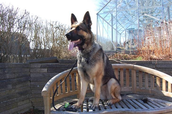 Schæferhund Dina billede 2