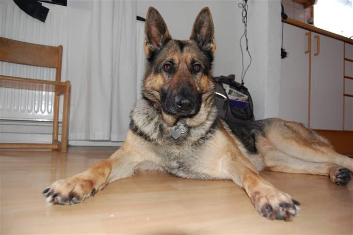 Schæferhund Dina billede 3