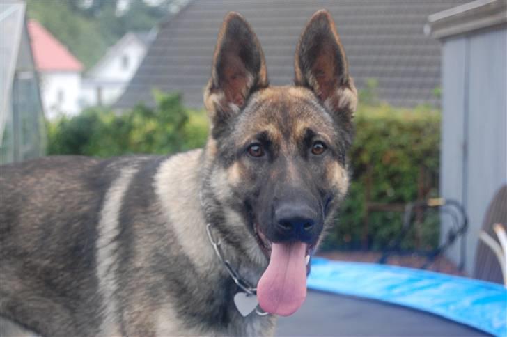 Schæferhund Dina billede 4