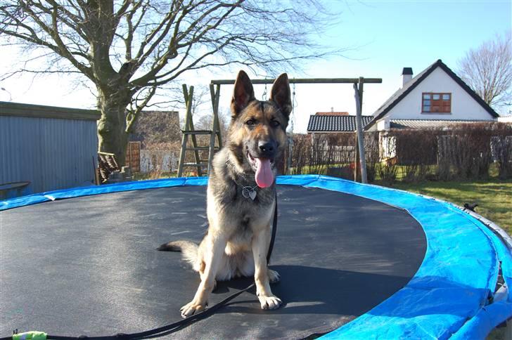 Schæferhund Dina billede 5