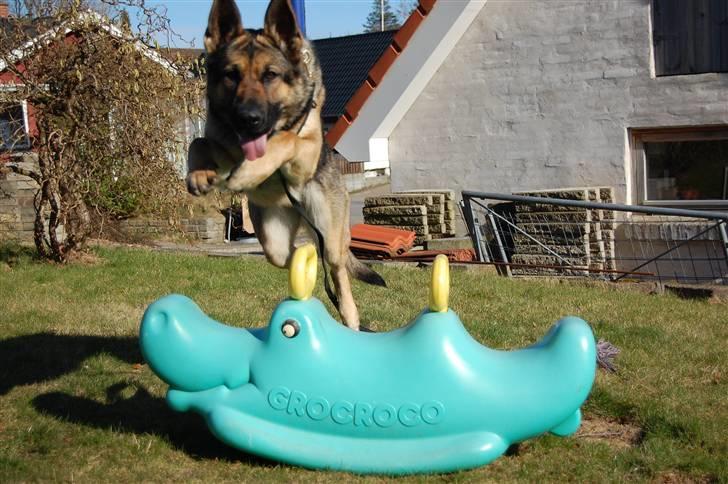 Schæferhund Dina billede 6