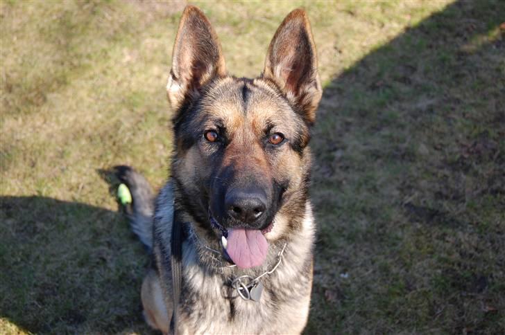 Schæferhund Dina billede 7