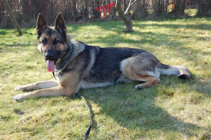 Schæferhund Dina billede 10