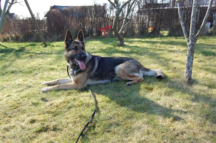 Schæferhund Dina billede 11