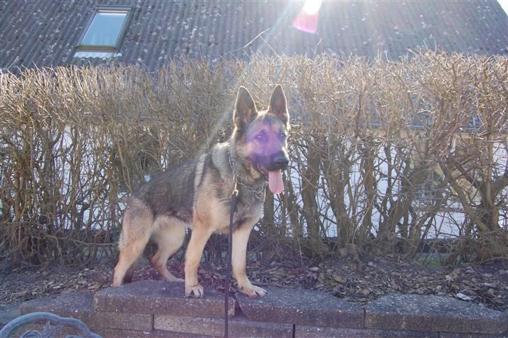 Schæferhund Dina billede 12