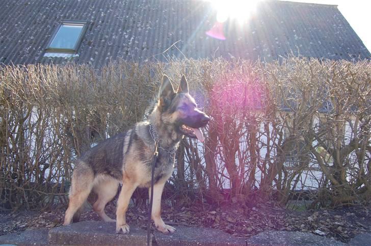 Schæferhund Dina billede 13