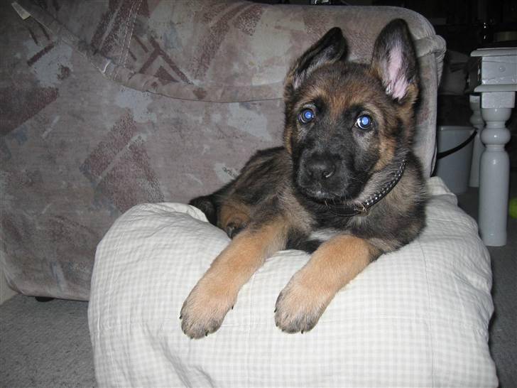 Schæferhund Dina - Omkring 10 uger gammel  billede 15