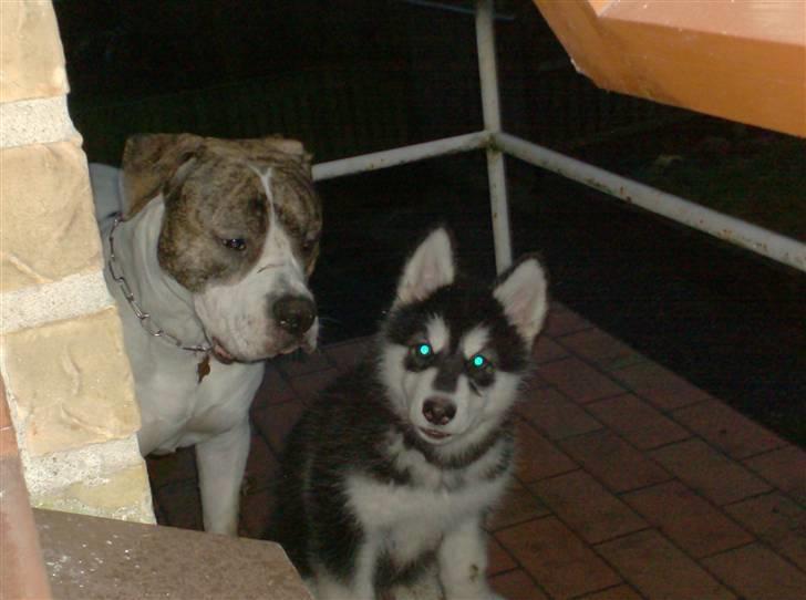 Alaskan malamute spike billede 1