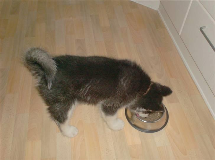 Alaskan malamute spike billede 2