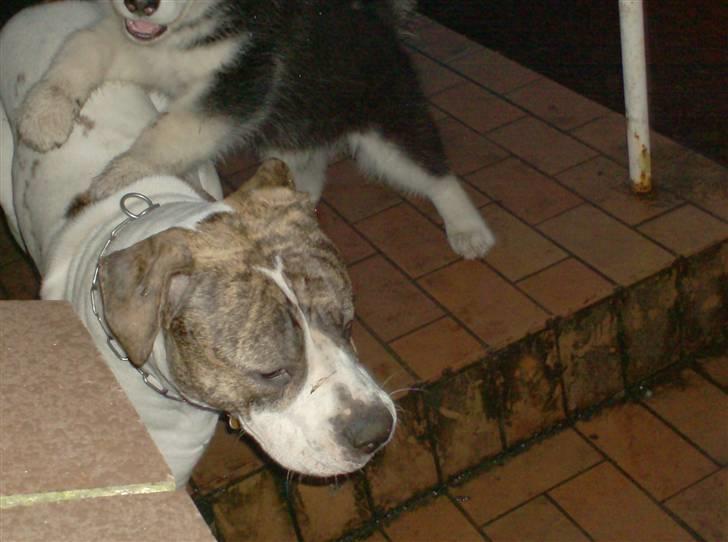 Alaskan malamute spike billede 3