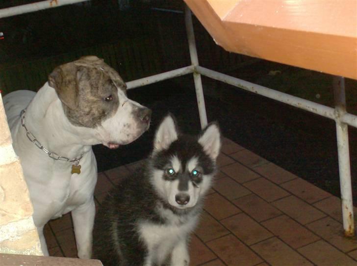 Alaskan malamute spike billede 4