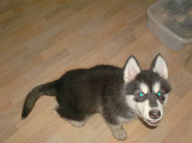 Alaskan malamute spike billede 5