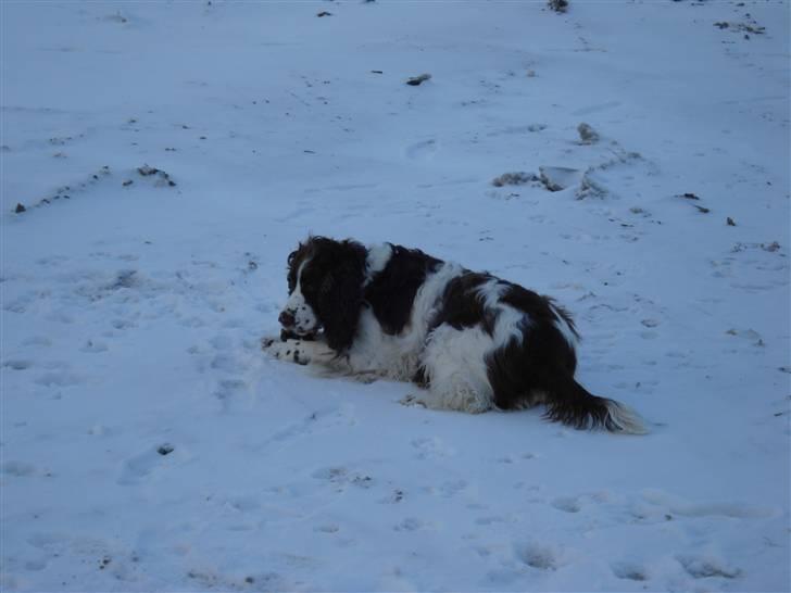 Engelsk springer spaniel Lady - Jeg nyder sneen billede 1