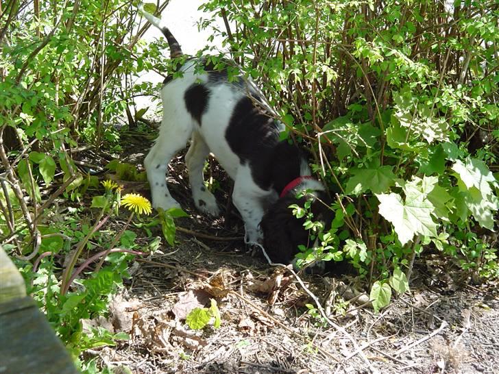 Engelsk springer spaniel Lady - jagtdrive, det dufter spændende billede 2