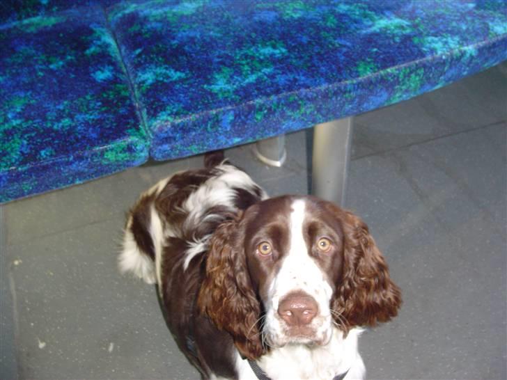 Engelsk springer spaniel Lady - I S toget på vej til prøvejagt billede 3