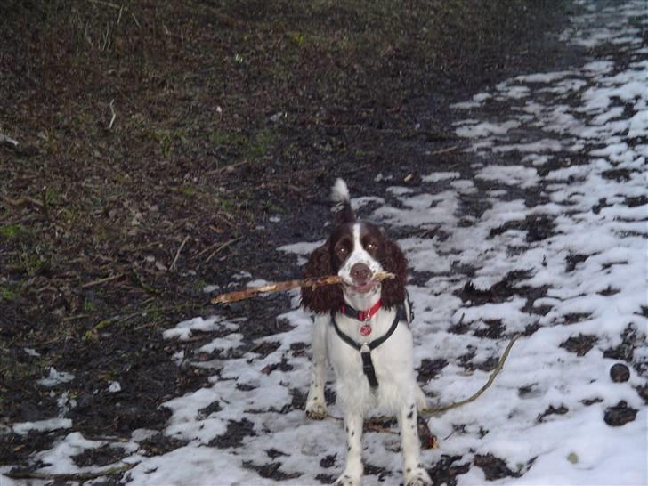 Engelsk springer spaniel Lady - På tur, elsker at lege og bære pinde billede 5