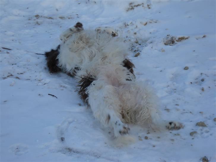 Engelsk springer spaniel Lady - Sneen er dejlig kølig billede 8