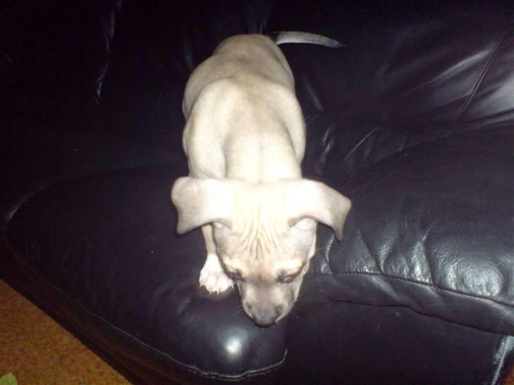 Amerikansk staffordshire terrier Charlie billede 1