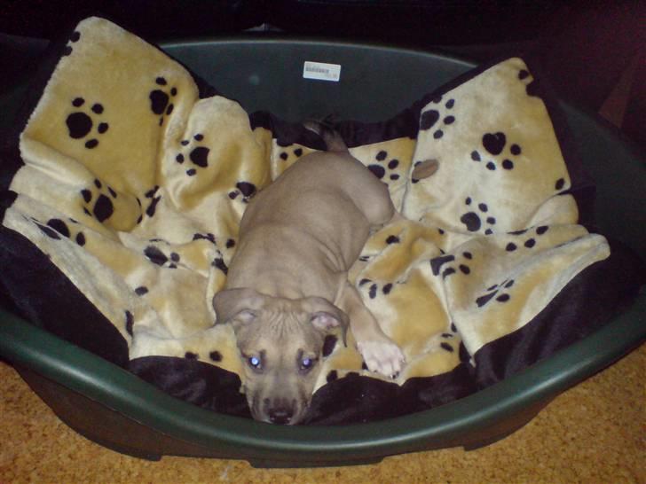 Amerikansk staffordshire terrier Charlie billede 2