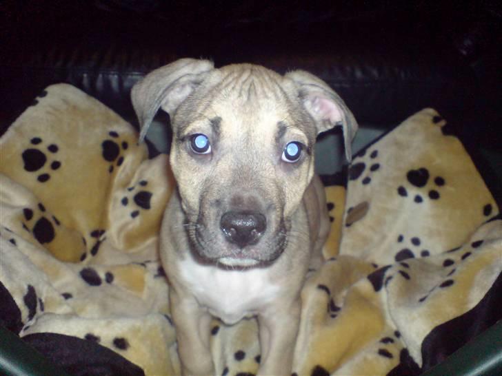 Amerikansk staffordshire terrier Charlie billede 3