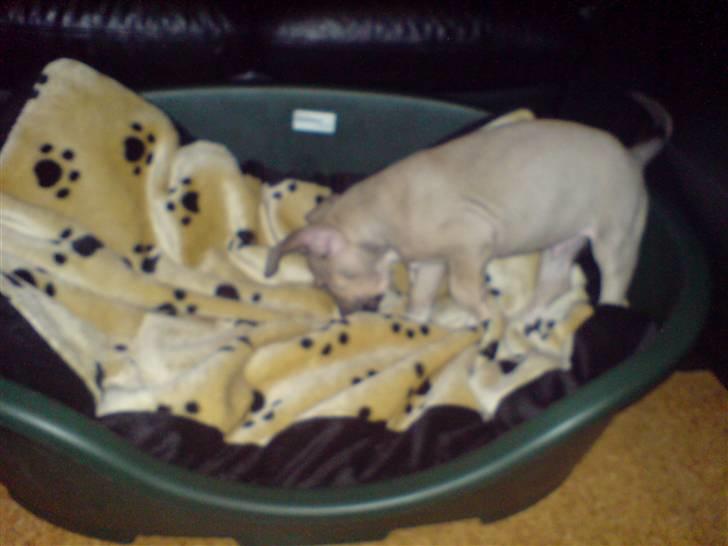 Amerikansk staffordshire terrier Charlie billede 4