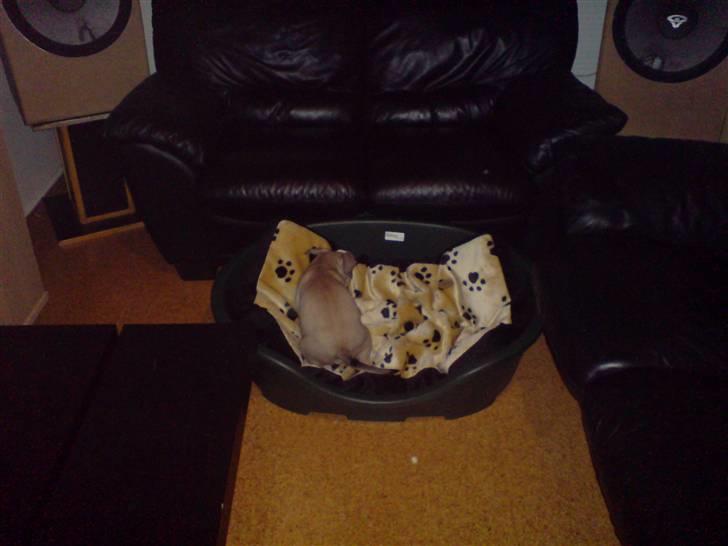 Amerikansk staffordshire terrier Charlie billede 5