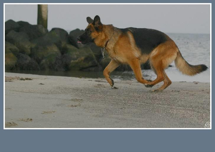 Schæferhund Sidney billede 11