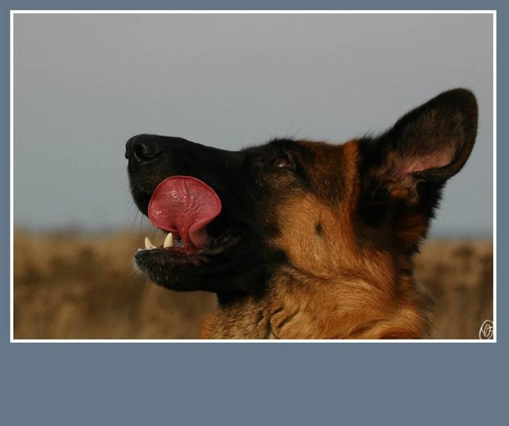 Schæferhund Sidney billede 12