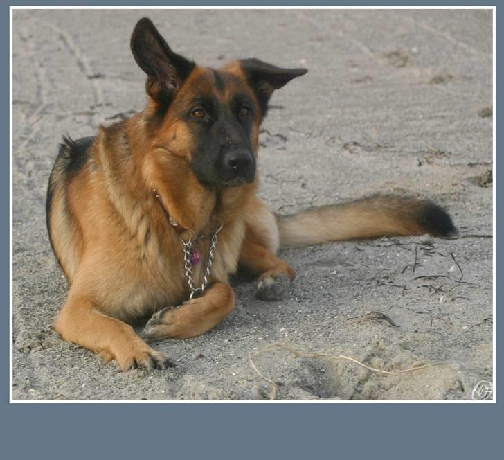 Schæferhund Sidney billede 13