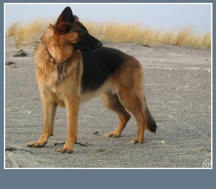 Schæferhund Sidney billede 14