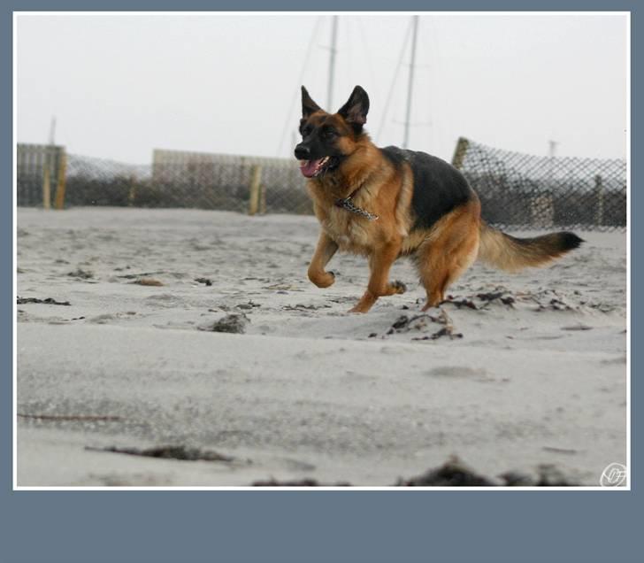 Schæferhund Sidney billede 15