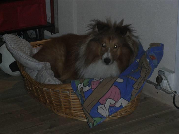 Shetland sheepdog charlie   billede 7