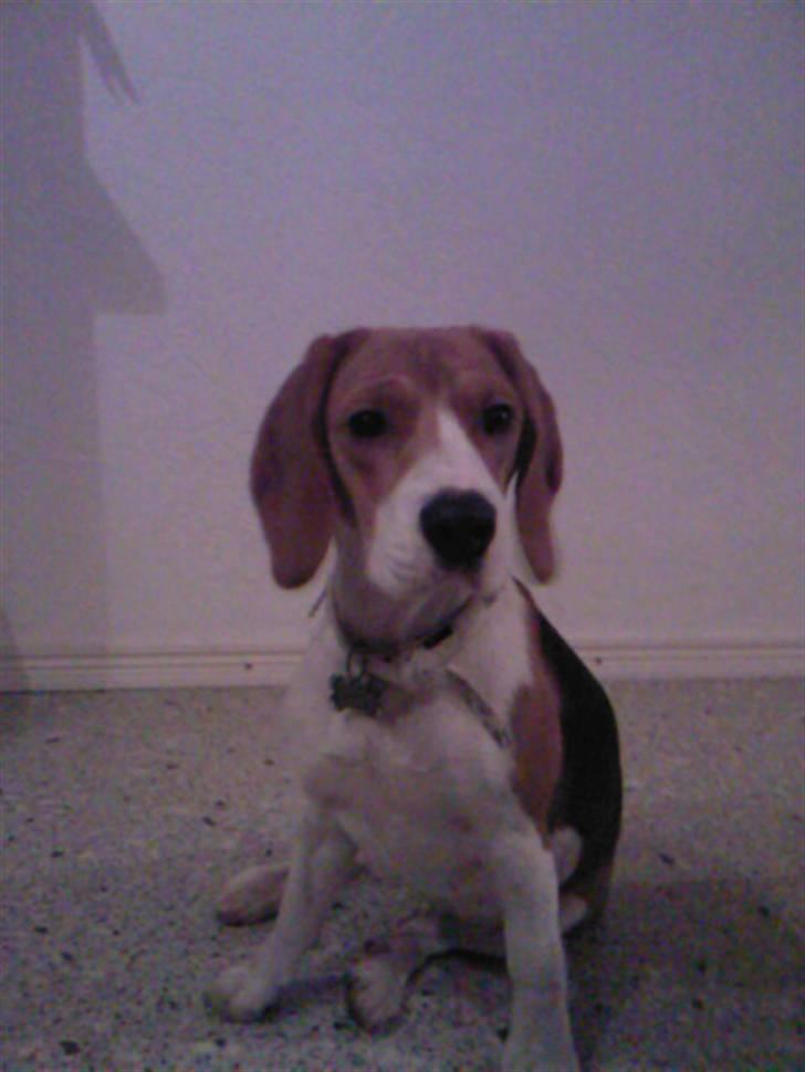 Beagle Mischa - se mig lige så smuk jeg er. her er jeg et år og 8 måneder billede 1