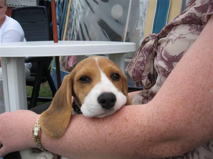Beagle Mischa - her har mor lige hentet mig billede 2