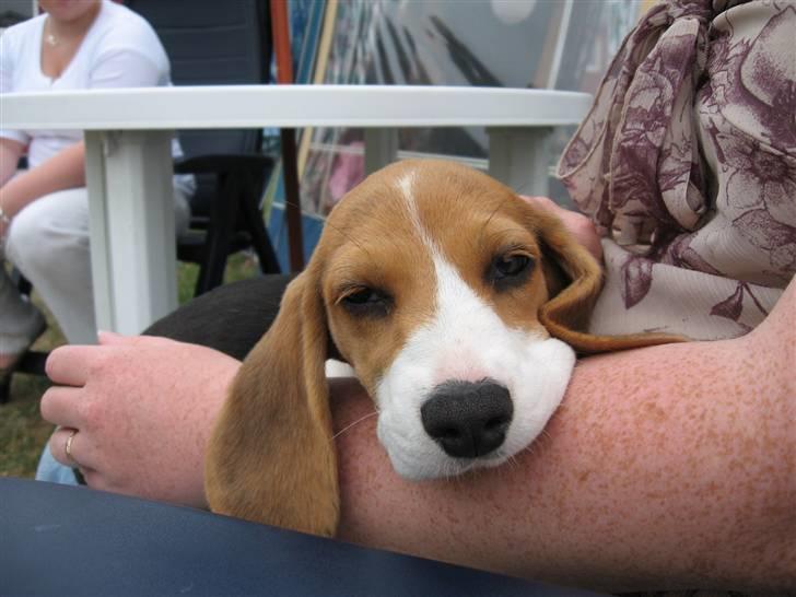 Beagle Mischa billede 3