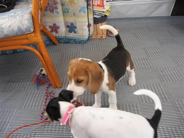 Beagle Mischa billede 4