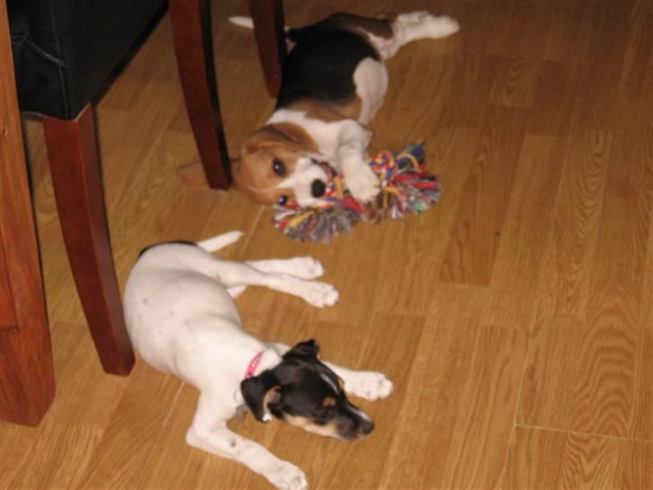 Beagle Mischa billede 5