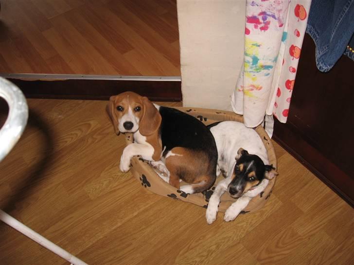 Beagle Mischa - her kan vi da godt ligge begge to ikk mor? billede 6