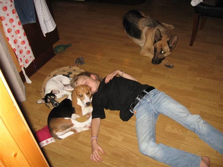 Beagle Mischa - hun er sød hende pigen hende vil jeg ger putte med billede 7