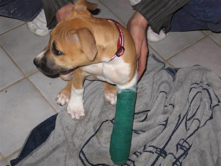 Amerikansk staffordshire terrier Ziggy - av av da jeg var 3 måneder blev min leg med min bror lidt for vil så mens mor var i bad hoppede jeg op på sofabordet  og faldt ned :( billede 6