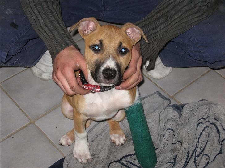 Amerikansk staffordshire terrier Ziggy - men det da dejligt at blive løftet rundt som en anden prinsesse :) billede 7