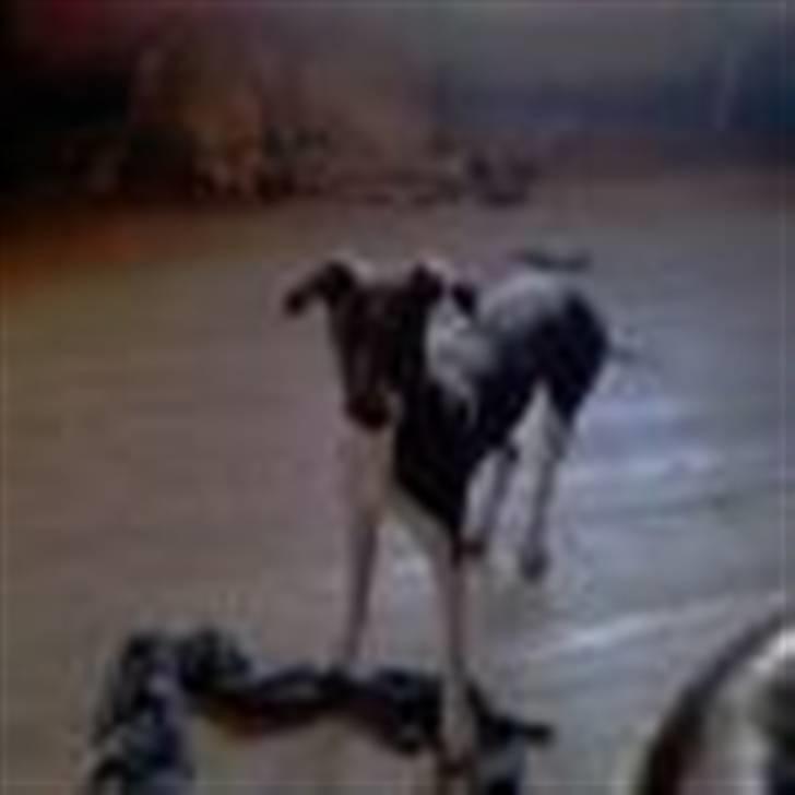 Italiensk mynde Pippi - Her står jeg... billede 14