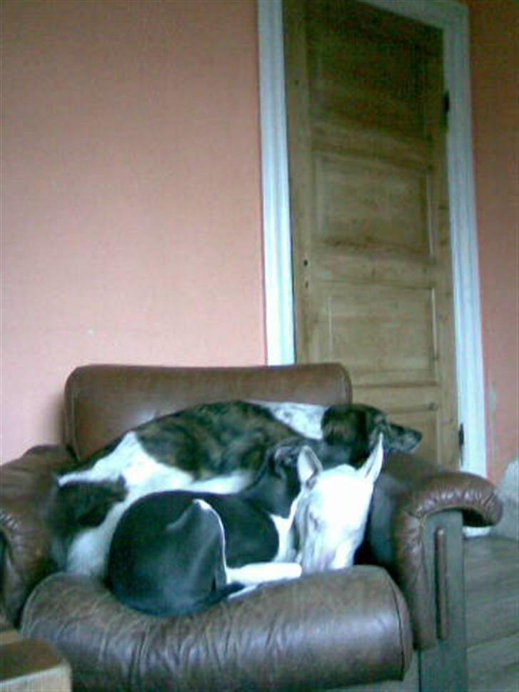 Italiensk mynde Pippi - Mig og mine to søstre (Bullterrieren Buffy og gadekrydset Becky) billede 15