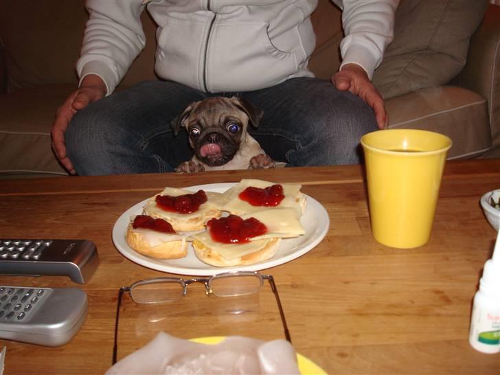 Mops Perle billede 9