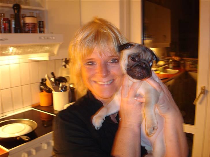 Mops Perle billede 10