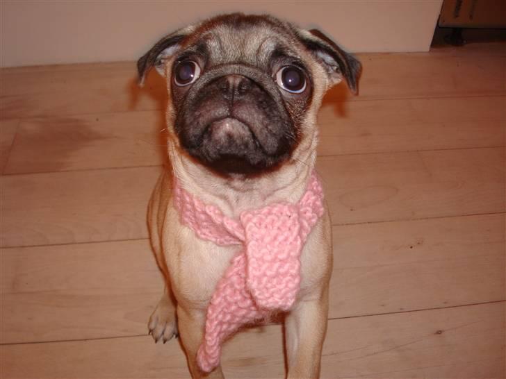 Mops Perle billede 11